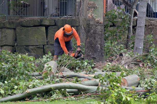 Why Choose Our Tree Removal Services in Gerber, CA?