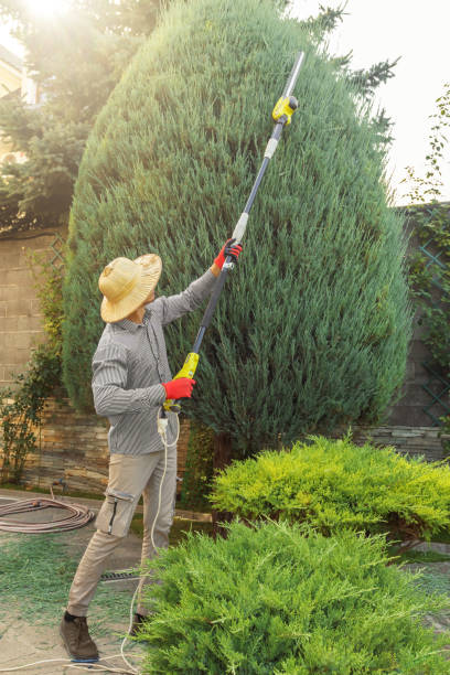 Lawn Pest Prevention in Gerber, CA